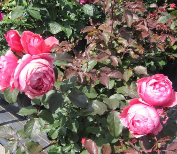 Edelrose Gartenprinzessin Marie Jose 2